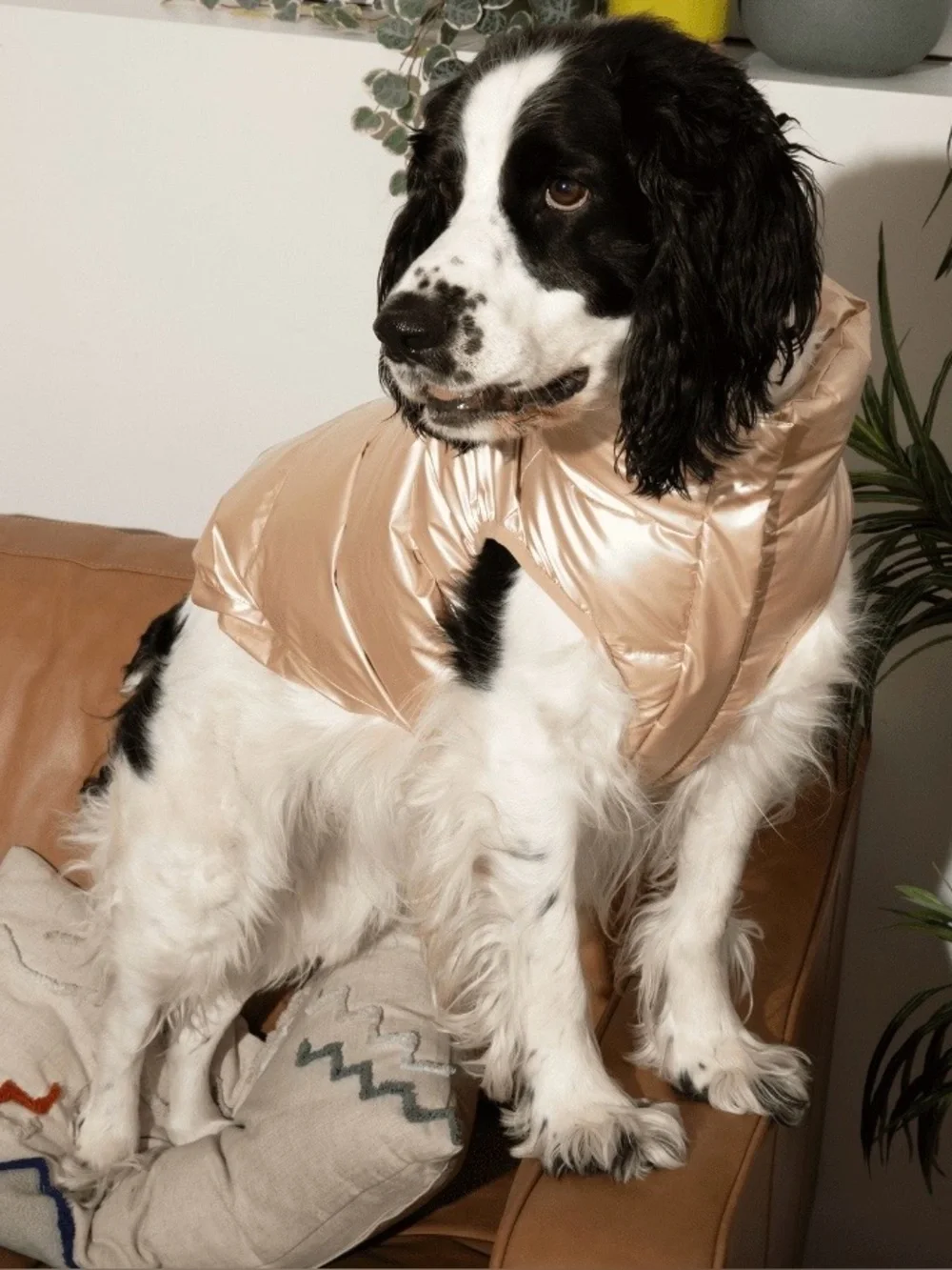 Oodles Metallic Gold Puffer Dog Jacket Size Medium Quilted Fall Winter Coat